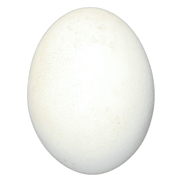 THE EGG
